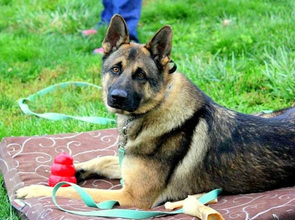 4.12.15 - Disabled German Shepherds Need a Home8