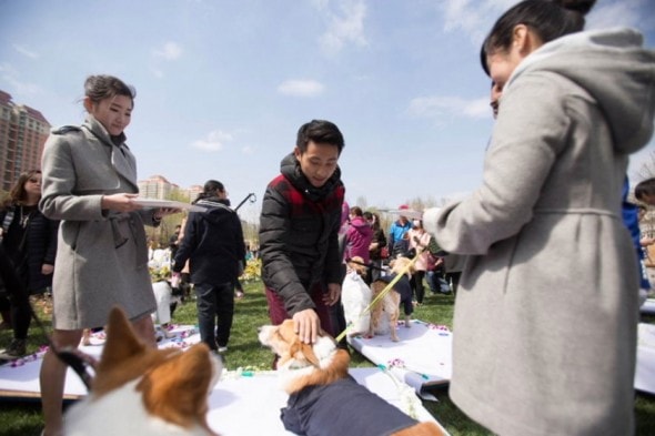 VID: Barking Mad Wedding For Dogs In China