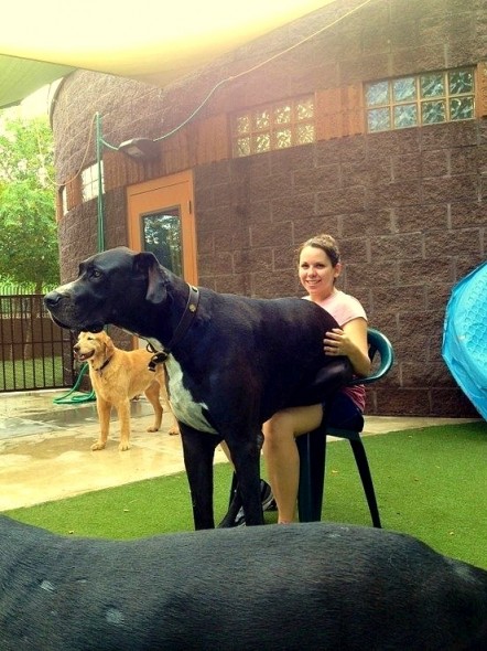 4.17.15 - 21 Dogs Who Are Completely Oblivious to How Enormous They Are12