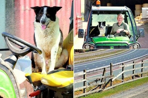 4.22.15 - Border Collie Goes for a Ride on a Stolen Tractor2