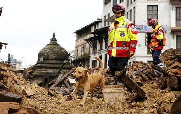 5.1.15 - Rescue Dogs Are Saving Lives in Earthquake-Devastated Nepal7