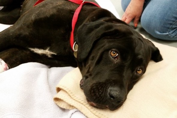 5.12.15 - injured dog rescued 2 times