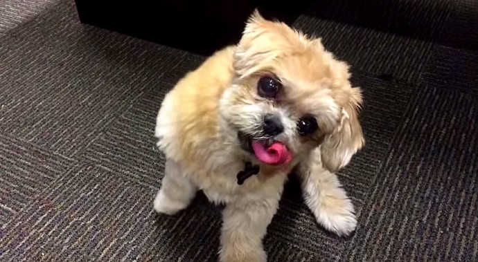 Marnie, the Cutest Disabled Dog Ever