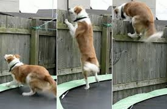 Dog Uses Backyard Trampoline to Escape
