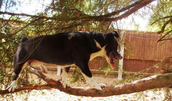 Dog Takes Page Out of Cat Playbook and Climbs Trees