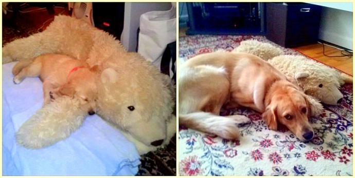 23 Pets Who’ve Loved the Same Toys Since They Were Babies