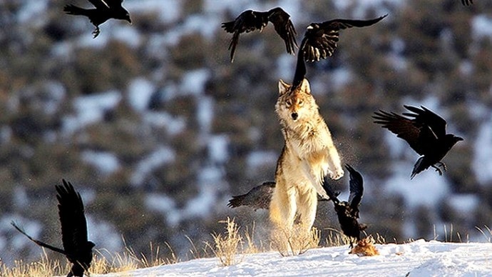 What These Wolves Did Will Blow Your Mind!
