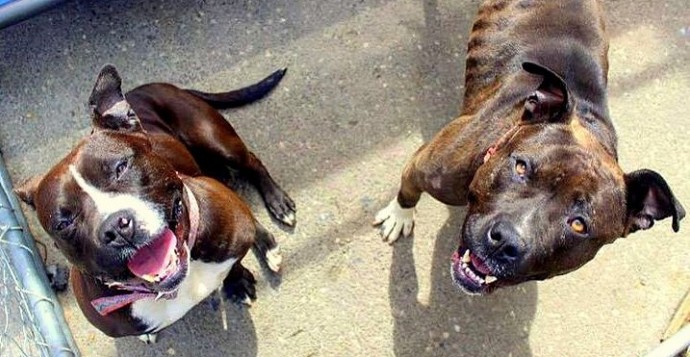 Bonded Pair Thelma & Louise Deserve a Happy Ending