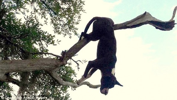 5.7.15 - Dog Impaled on Tree Branch for 24 Hours Miraculously Survives1