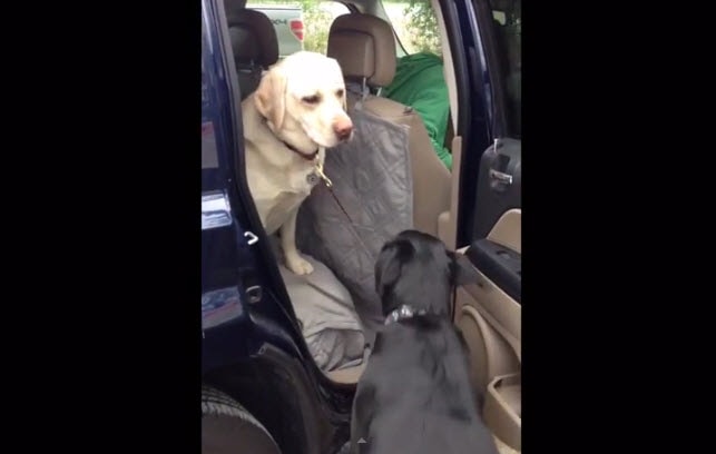 Dog Helps Dog Out of Car