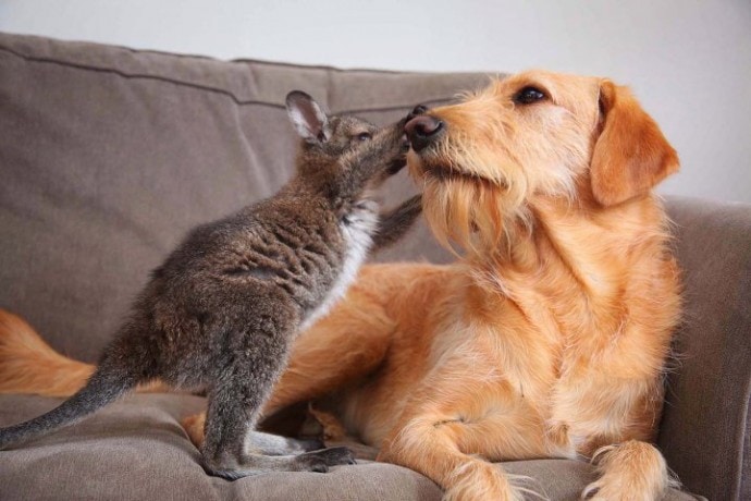 Unlikely Friendship: Dog Cares for Baby Wallaby