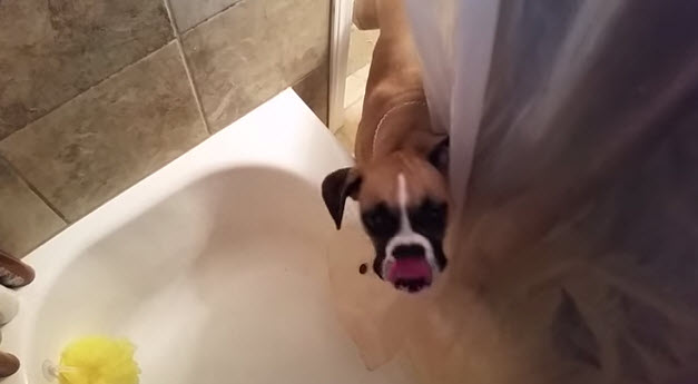 Dog Drinks Shower Water