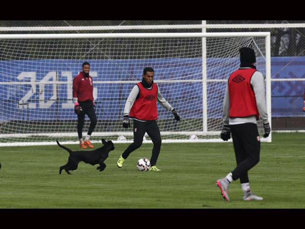 Stray Dog Interrupts Soccer Practice