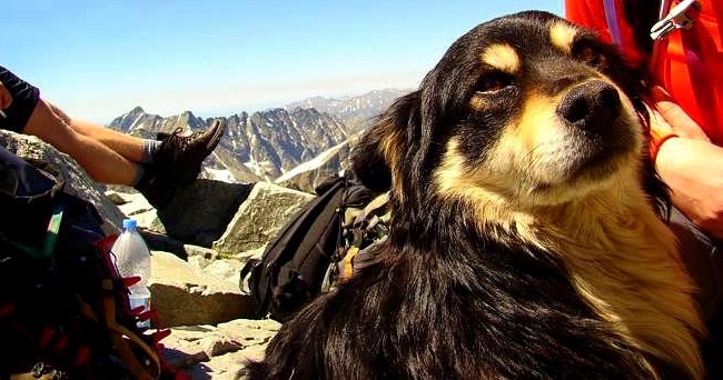 Abandoned Dog Heroically Rescued from Poland’s Highest Mountain