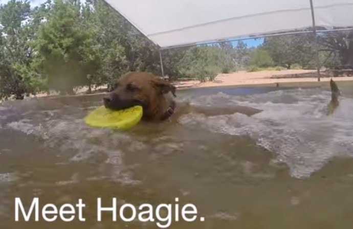 Hoagie Is Looking for Love This Summer