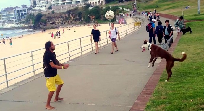This Dog Is Ready for Pro-Level Soccer!