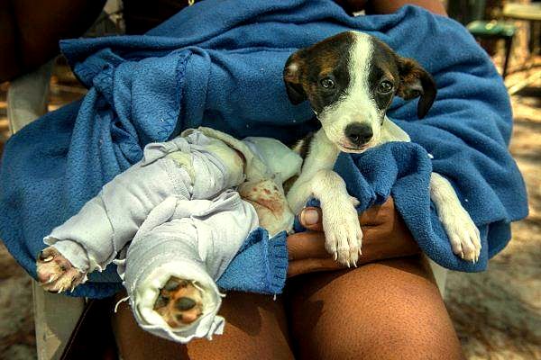 Animal Control Officer Pays for Burned Puppy’s Care
