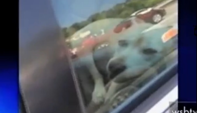 Police Break into Hot Car to Rescue Dog from Overheating