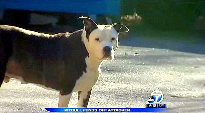 Sick, Senior Pit Bull Saves Elderly Woman from Attack