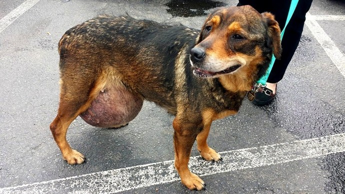 Elderly Street Dog with Massive Tumor Rescued