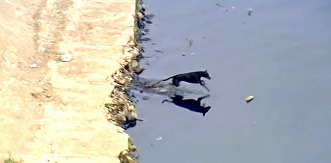Brazilian Dog Cleans Up Canal