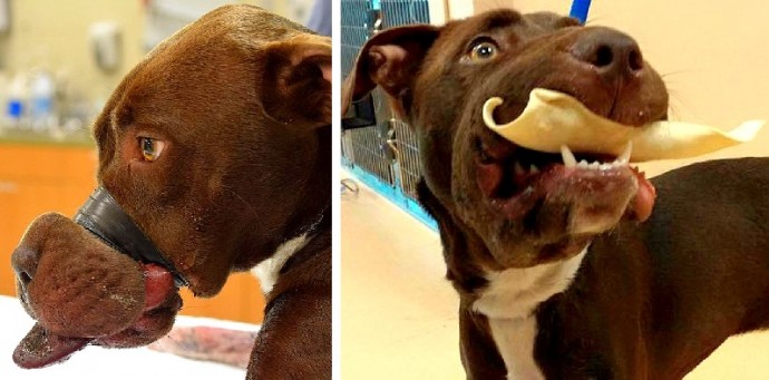 Dog Found with Muzzle Taped Shut Making Remarkable Recovery