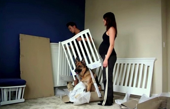 Dogs Steal the Show in This Time-Lapse Pregnancy Video