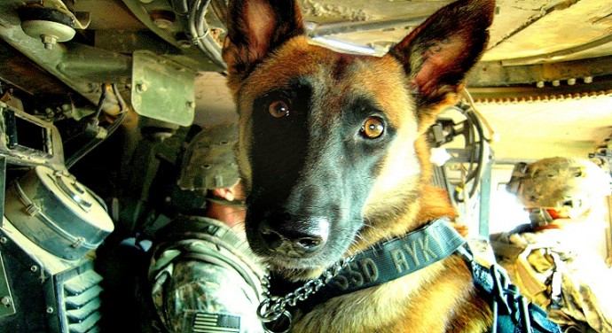 New Bill Would Retire Military Dogs With Their Handlers