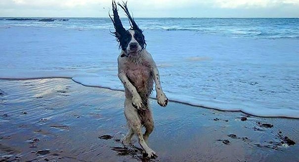30 Perfectly Timed Photos of Dogs