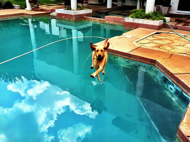 10 Perfectly Timed Photos of Dogs