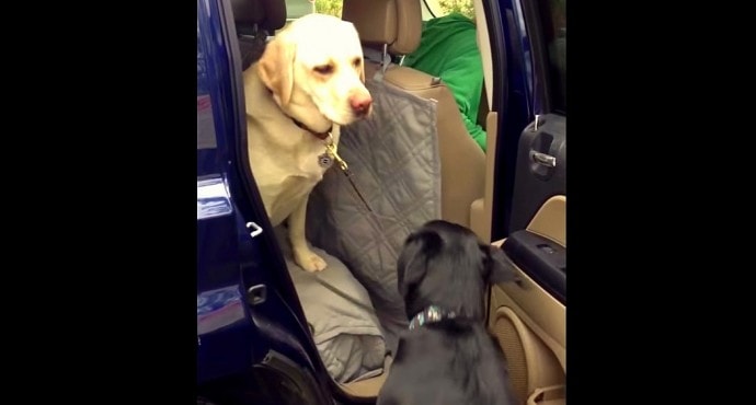 Polite Dog Helps Other Dog Out of Car