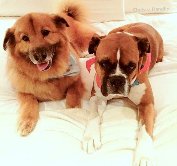 7.18.15 - Chelsea Handler Adopts New Dog3