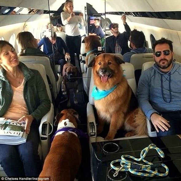 7.18.15 - Chelsea Handler Adopts New Dog6