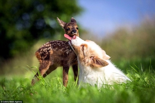 7.5.15 - Puppy Adopts Fawn1