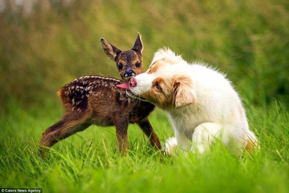 7.5.15 - Puppy Adopts Fawn3