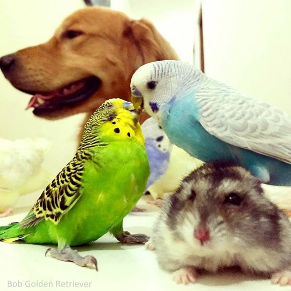 7.8.15 - Bob - Who Loves Birds & Hamsters13