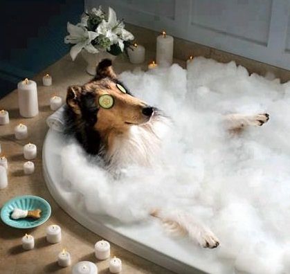 pampered pooch