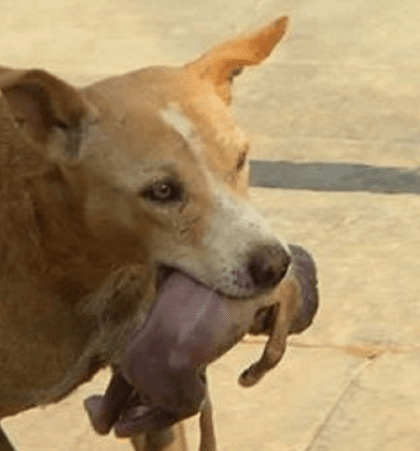 [PHOTO] Hero Homeless Dog Rescues Newborn Left in Dumpster - Brazil