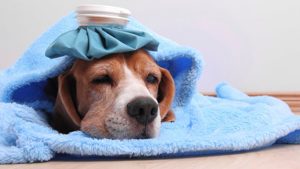 when can i take my puppy outside after vaccinations flu strain has vets across us warning of dangers when can i take my puppy outside after vaccinations flu strain has vets across us warning of dangers