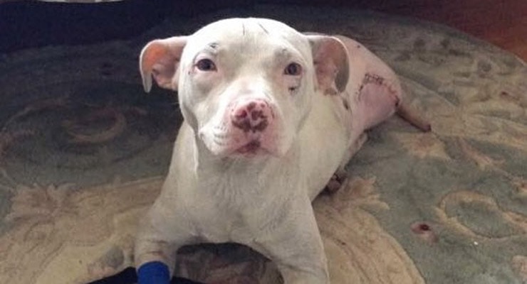 can you take dogs on amtrak hit by amtrak makes amazing recovery can you take dogs on amtrak hit by amtrak makes amazing recovery