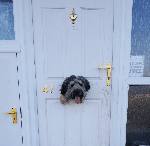 front door with pet door