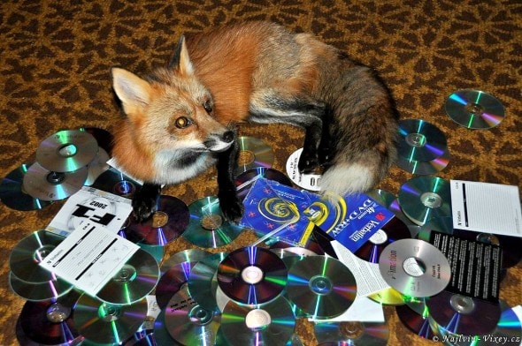 4.11.16 - Fox is a Cat-Dog6