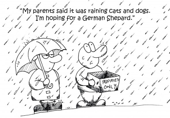 raining cats & dogs 9