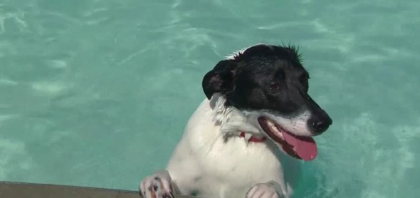9.1.16 - dog at water park4