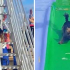 9-19-16-dog-slide1