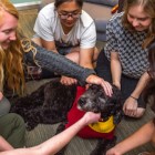9-21-16-beau-the-usc-student-wellness-dog