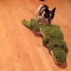 9-29-16-dog-and-gator