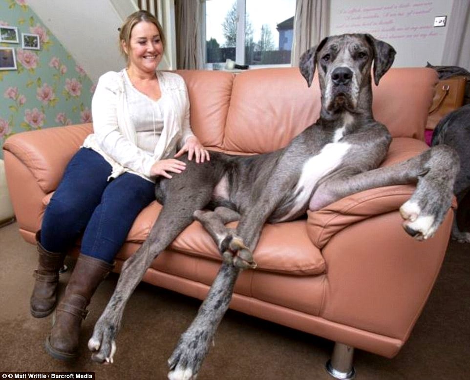 Image result for freddy tallest dog