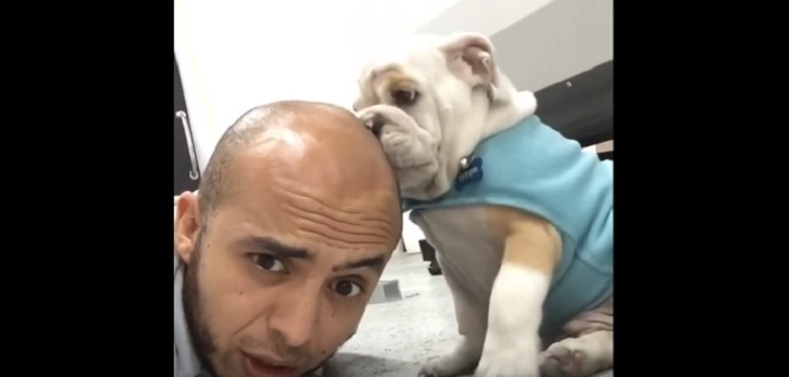 Bulldog Puppy Is OBSESSED With Licking His Humans Head