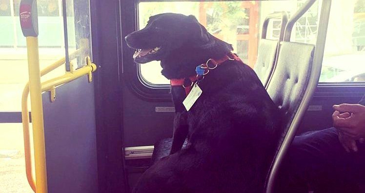 Adorable Dog Has Her Own Bus Pass So She Can Take Herself to the Park Adorable Dog Has Her Own Bus Pass So She Can Take Herself to the Park